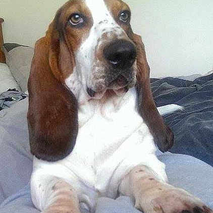 Odie