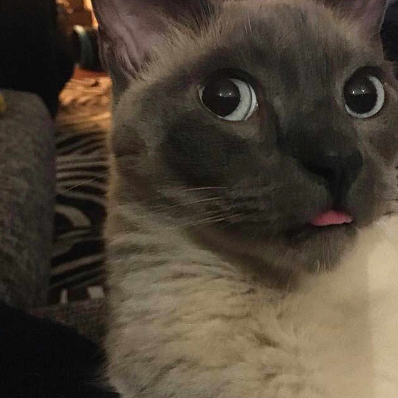 Osckar a rejoint le concours — aidez-le/la à gagner de superbes lots ! alert, animal, background_blur, cat, close_up, curious, cute, domestic_cat, ears, face, feline, funny_expression, fur, indoor, muzzle, pet, soft_lighting, tongue_out, whiskers, wide_eyes