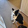 animal, black_and_white, canine, carpet, companion, cute, dog, domestic, door, ears, floor, fur, home, indoor, looking_up, pet, sitting, tail, two_dogs, wall