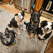 Jack is registered to the contest to win money with this photo: dog, dogs, indoor, kitchen, rug, floor, stove, cabinet, wooden, fridge, collar, pet, animal, four, attentive, sitting, black_and_white, brown, cute, domestic