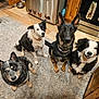 dog, dogs, indoor, kitchen, rug, floor, stove, cabinet, wooden, fridge, collar, pet, animal, four, attentive, sitting, black_and_white, brown, cute, domestic