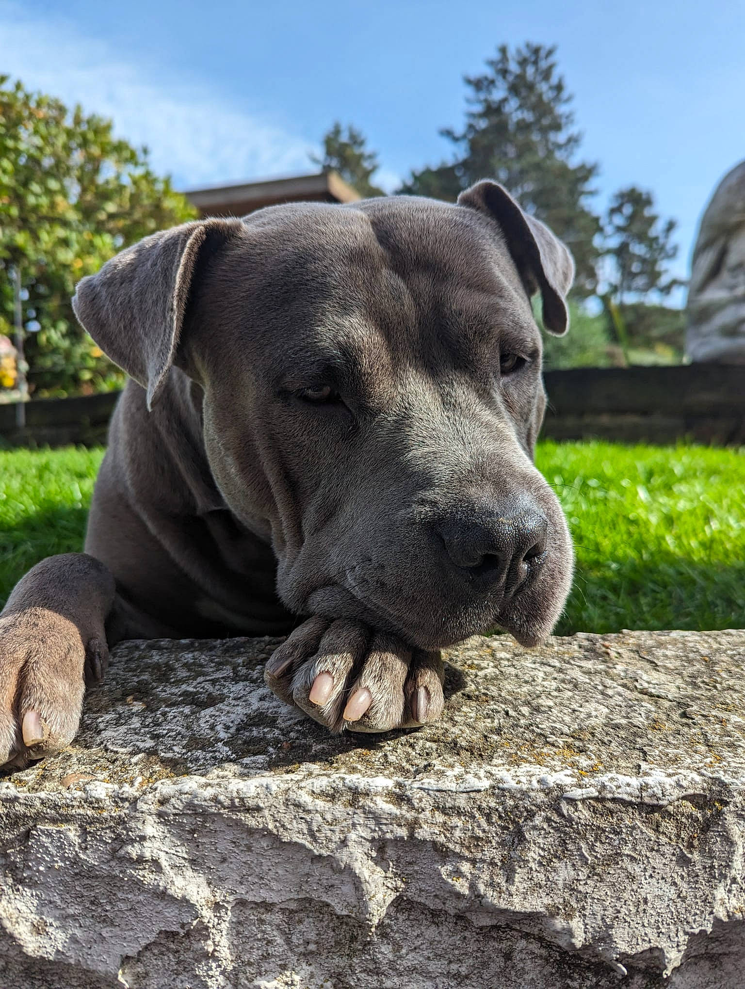 Loki participe au concours pour gagner de l'argent avec cette photo : canidae, carnivore, cloud, companion_dog, dog, dog_breed, dog_collar, fawn, grass, guard_dog, plant, rock, sky, snout, sporting_group, terrestrial_animal, tree, whiskers, working_animal, working_dog