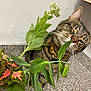 cat, tabby_cat, plant, green_leaves, collar, indoor, countertop, curious, pet, feline, whiskers, close_up, domestic_animal, leafy_plant, nose, floor, wall, yellow, brown, fur
