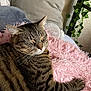 cat, tabby, sleeping, fluffy_blanket, pink, cushion, indoor, pet, whiskers, relaxed, fur, striped, paw, cozy, home, plant, decor, furniture, resting, closeup