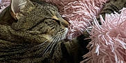 Teddy Bear joined the competition — help win amazing prizes! cat, tabby, sleeping, fluffy_blanket, pink, cozy, indoor, pet, whiskers, fur, relaxation, closeup, comfort, soft_texture, resting, domestic_animal, cute, animal, home, nap