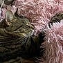 cat, tabby, sleeping, fluffy_blanket, pink, cozy, indoor, pet, whiskers, fur, relaxation, closeup, comfort, soft_texture, resting, domestic_animal, cute, animal, home, nap