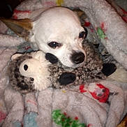 Gizmo Bradley is registered to the contest to win money with this photo: animal, ball, bear, blanket, canine, chihuahua, cockerspaniel, dog, eskimodog, homedecor, linen, pet, plush, poodle, puppy, sport, tennis, tennisball, toy, whitedog