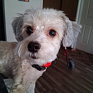 Sofia Raquel is registered to the contest to win money with this photo: dog, pet, indoor, close_up, fluffy, collar, floor, wooden_floor, animal, canine, brown, white, ears, nose, eyes, domestic, fur, portrait, household, background