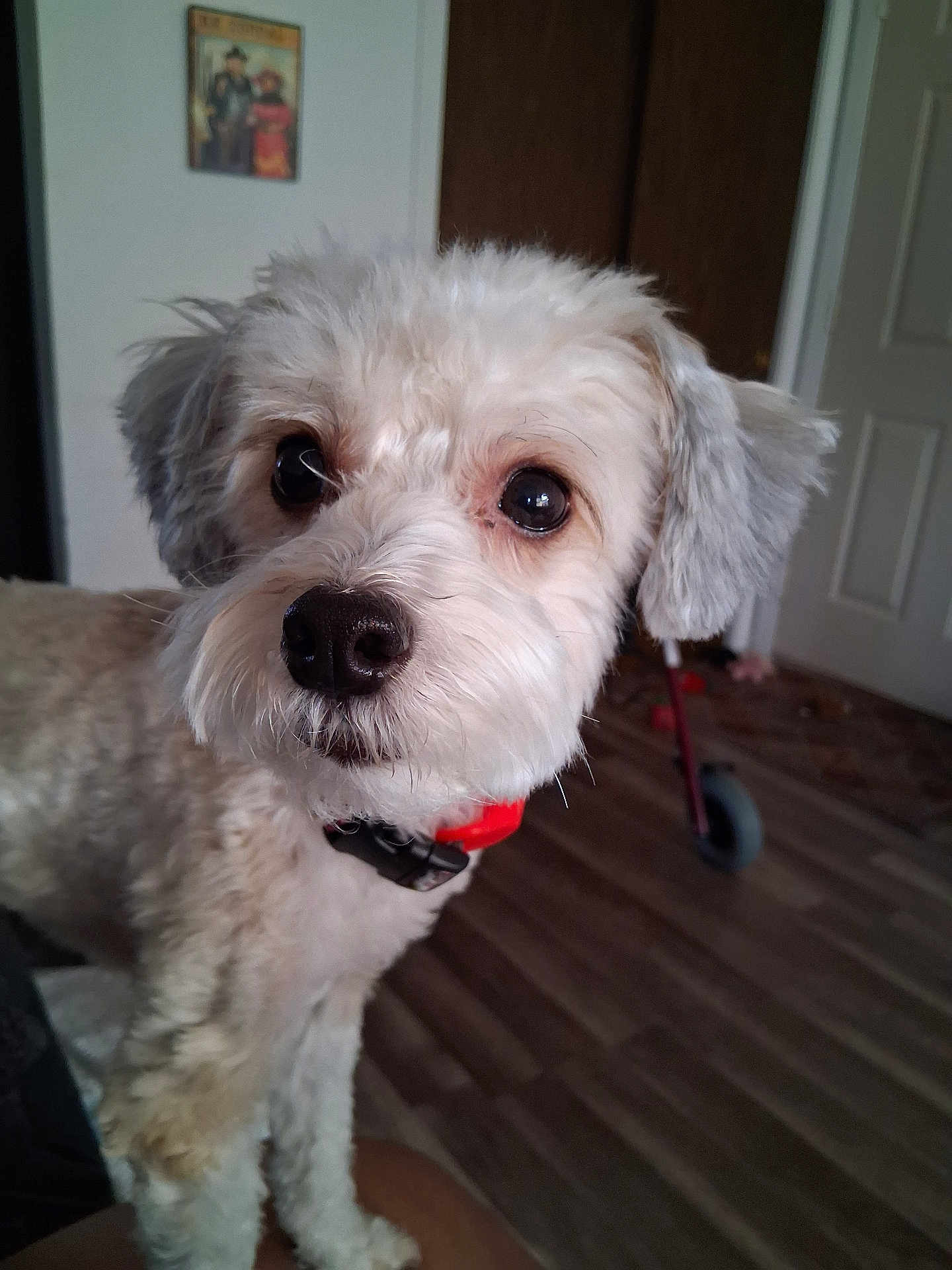 Sofia Raquel is registered to the contest to win money with this photo: dog, pet, indoor, close_up, fluffy, collar, floor, wooden_floor, animal, canine, brown, white, ears, nose, eyes, domestic, fur, portrait, household, background