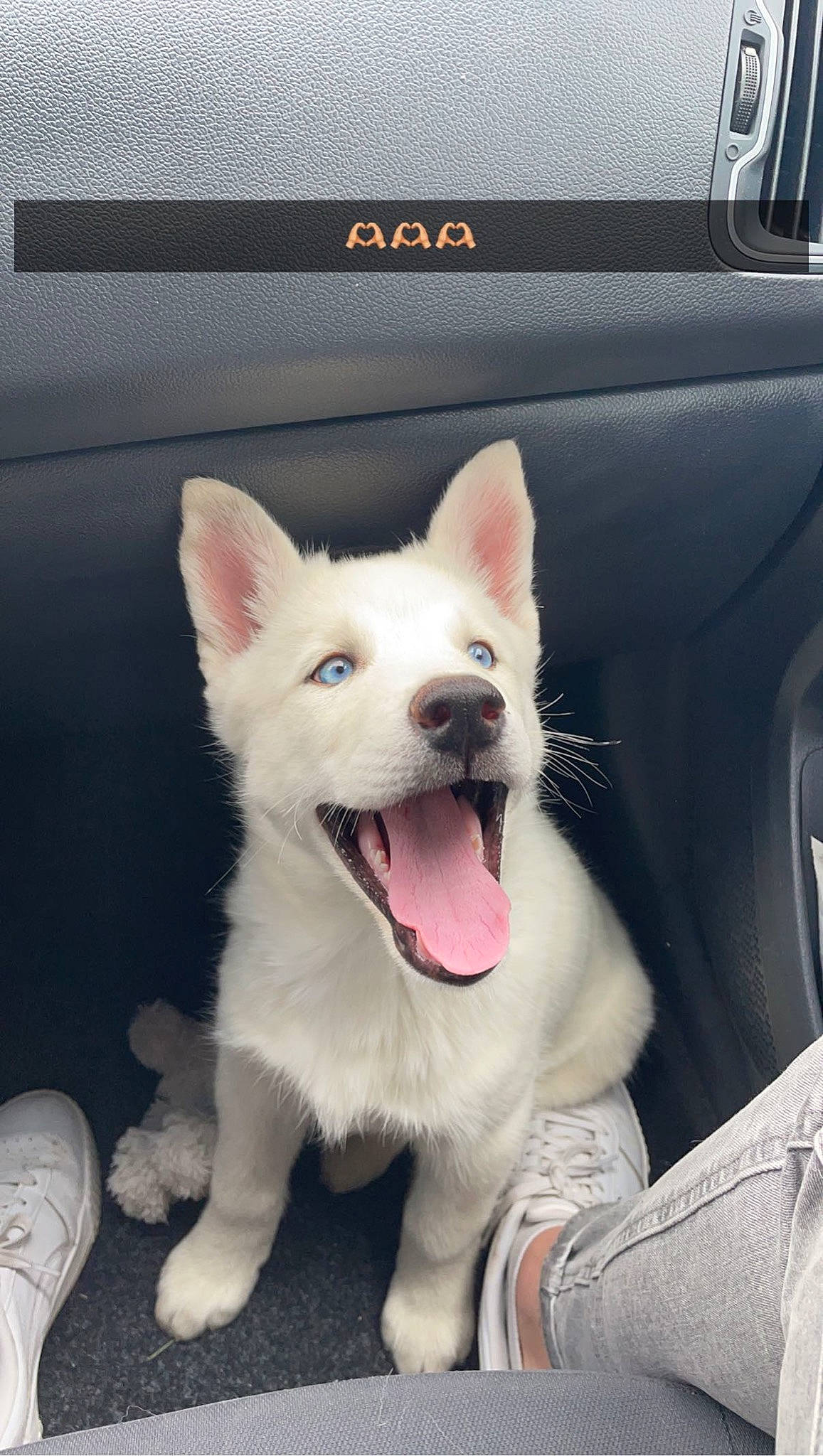 Juno a rejoint le concours — aidez-le/la à gagner de superbes lots ! automotive_exterior, canidae, car, carnivore, collar, companion_dog, dog, dog_breed, eye, fang, fawn, foot, fur, human_body, jaw, snapshot, snout, sporting_group, vehicle_door, whiskers