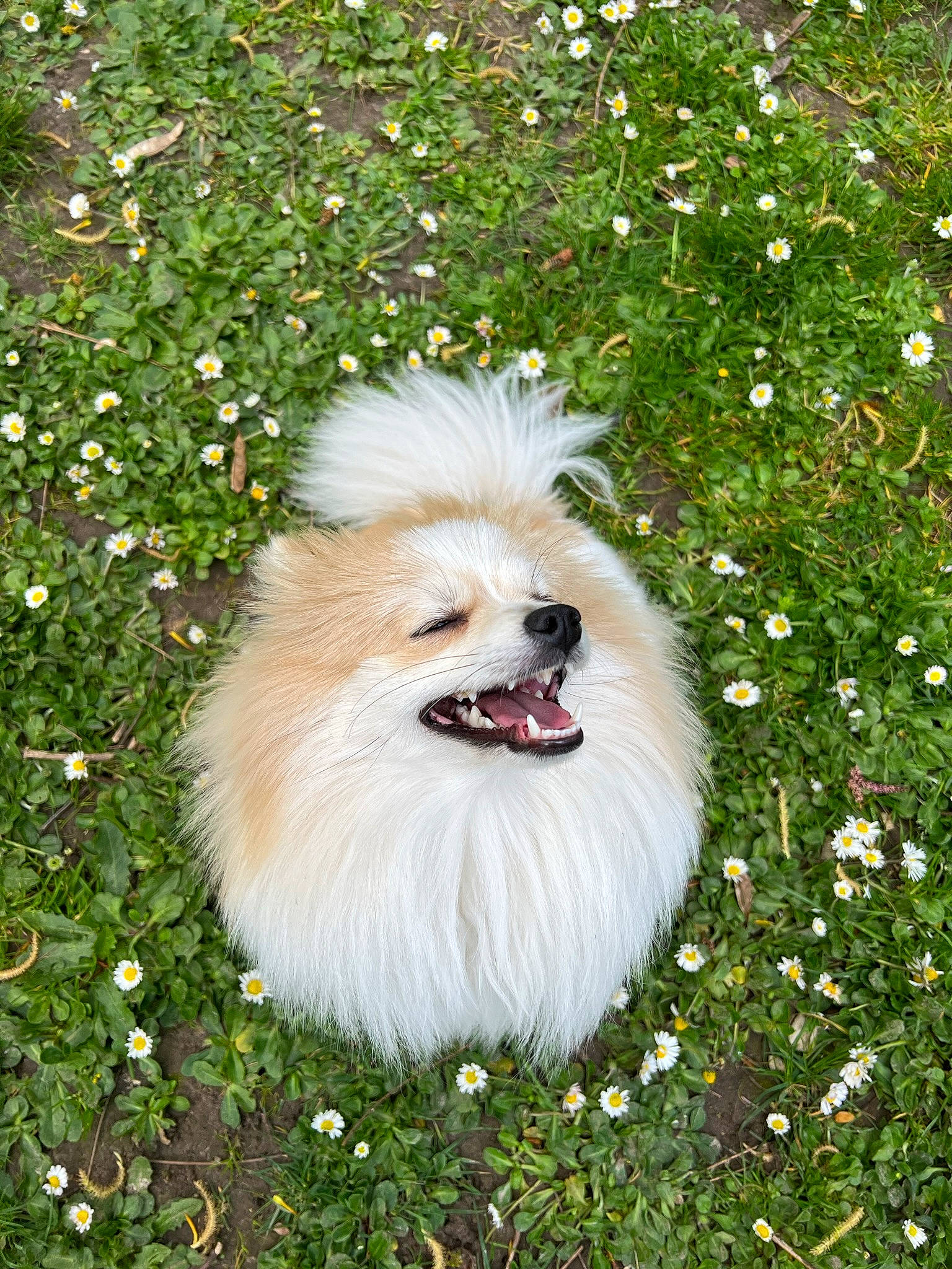 Soha participe au concours pour gagner de l'argent avec cette photo : canidae, carnivore, companion_dog, dog, dog_breed, flower, fur, grass, groundcover, happy, petal, plant, snout, sporting_group, terrestrial_animal, toy_dog, tree, volpino_italiano, whiskers, working_animal
