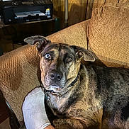 Dally joined the competition — help win amazing prizes! animal, attention, brindle, brown, companion, couch, cozy, dog, foot, furniture, home, indoor, living_room, paw, pet, printer, relaxing, sock, table, wood_paneling