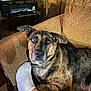 animal, attention, brindle, brown, companion, couch, cozy, dog, foot, furniture, home, indoor, living_room, paw, pet, printer, relaxing, sock, table, wood_paneling