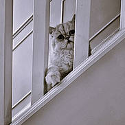 Enzo is registered to the contest to win money with this photo: cat, pet, staircase, baluster, railing, paw, feline, indoor, portrait, close_up, whiskers, fur, curiosity, home_interior, monochrome, architecture, woodwork, banister, sill, vertical_bars