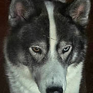 Coco is registered to the contest to win money with this photo: dog, husky, animal, pet, face, closeup, heterochromia, brown_eye, blue_eye, fur, black_and_white, portrait, mammal, canine, outdoor, looking, ears, snout, nose, expression