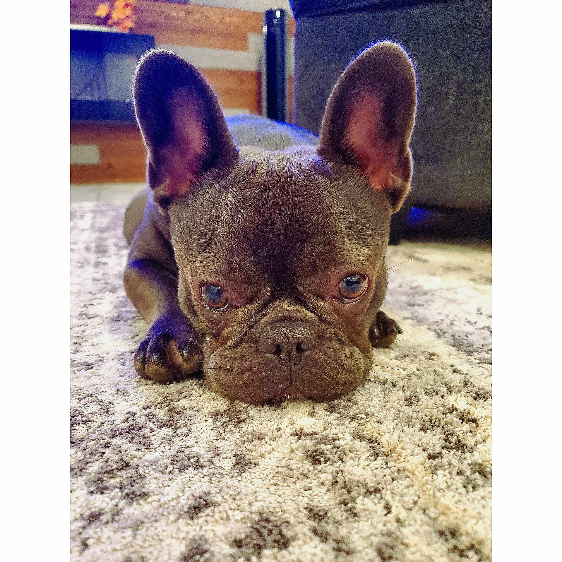 Lola