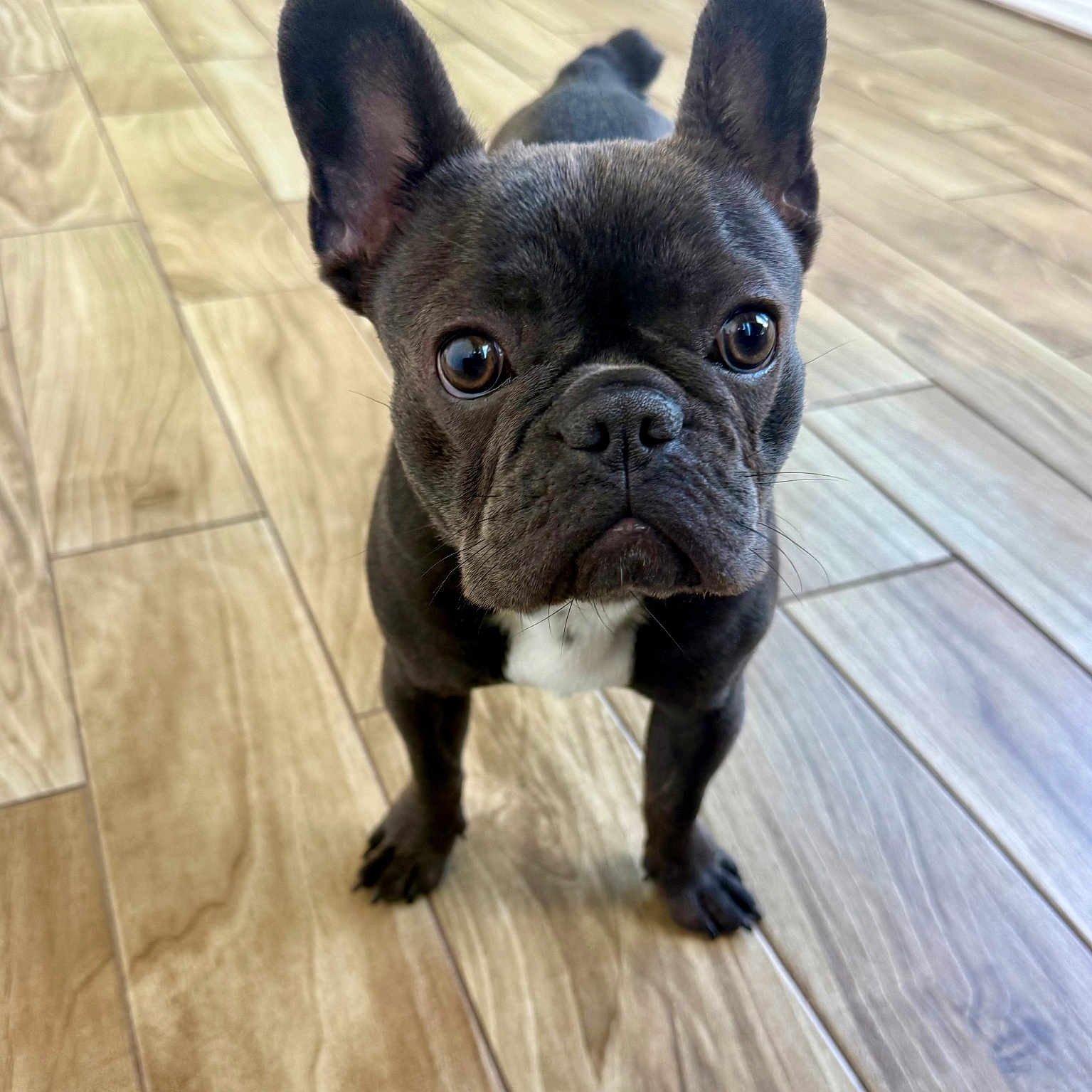 Lola