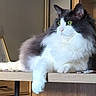 cat, fluffy, green_eyes, lounging, table, wooden_table, indoor, pet, feline, relaxed, cozy, home, domestic_cat, side_view, fur, animal, mammal, whiskers, ears, resting