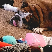 Elliemay is registered to the contest to win money with this photo: bulldog, dog, pet, sleeping, carpet, tongue, plush_toy, stuffed_animal, pink_book, indoor, cozy, resting, animal, paw, fur, brown, white, black, home, relaxed