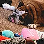 bulldog, dog, pet, sleeping, carpet, tongue, plush_toy, stuffed_animal, pink_book, indoor, cozy, resting, animal, paw, fur, brown, white, black, home, relaxed