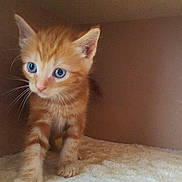 Professor is registered to the contest to win money with this photo: kitten, cat, orange_tabby, blue_eyes, fur, whiskers, pet, animal, indoor, cozy, carpet, cat_house, cute, small, young, feline, curious, walking, soft, domestic