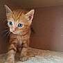kitten, cat, orange_tabby, blue_eyes, fur, whiskers, pet, animal, indoor, cozy, carpet, cat_house, cute, small, young, feline, curious, walking, soft, domestic