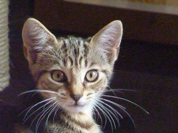 Zig