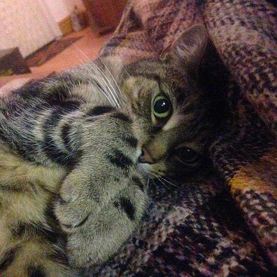 Ziggy