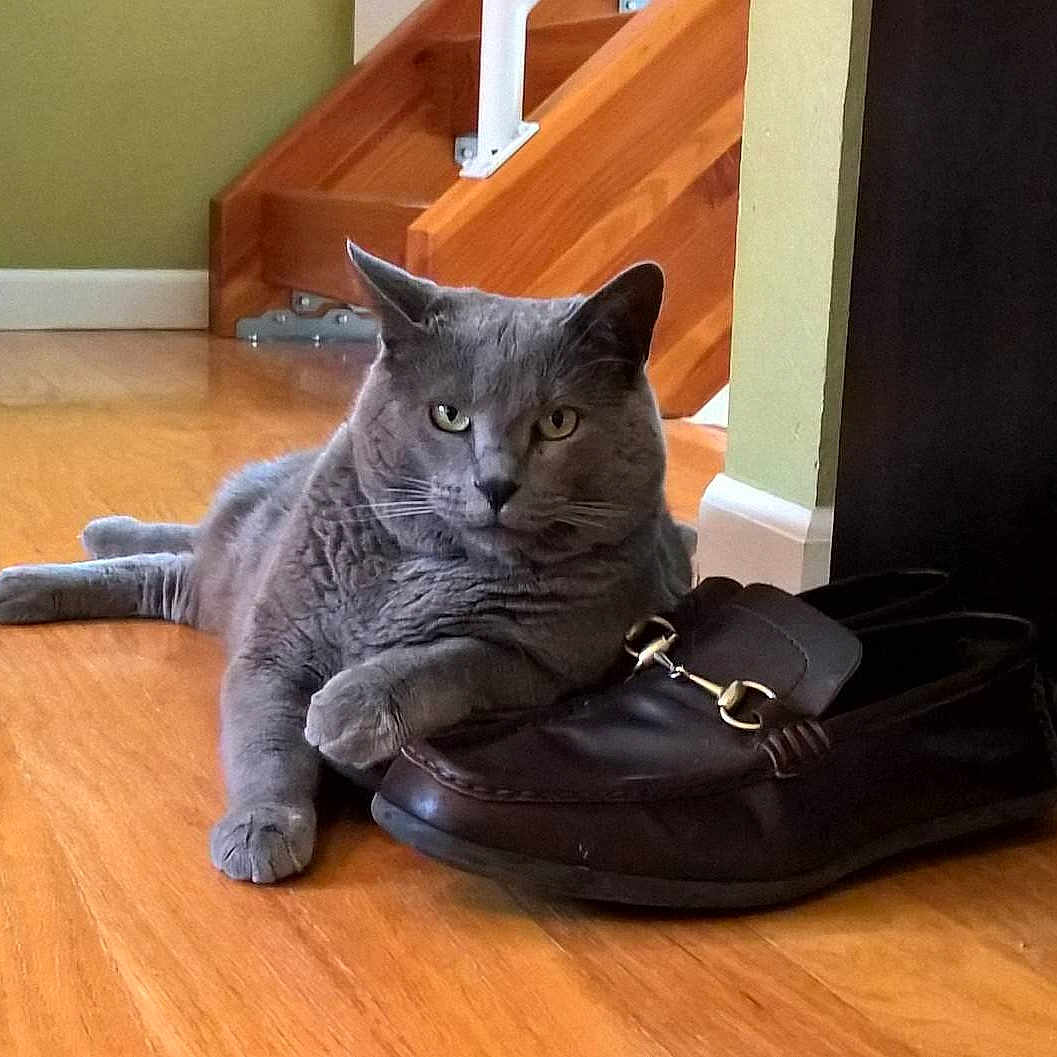 Zooski is registered to the contest to win money with this photo: