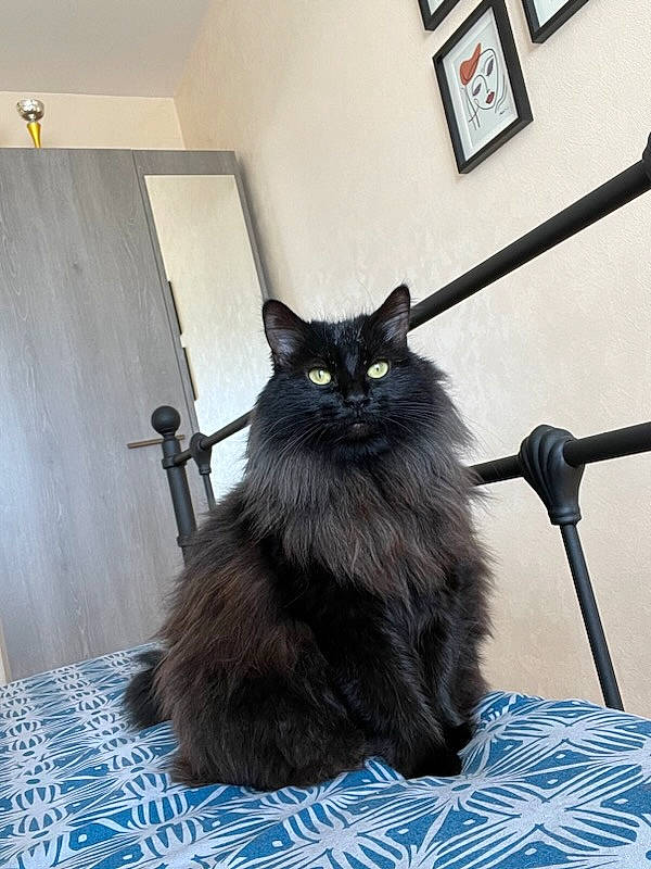 Ora a rejoint le concours — aidez-le/la à gagner de superbes lots ! black_cat, blue, british_longhair, carnivore, cat, claw, domestic_short_haired_cat, door, felidae, flooring, fur, grey, monochrome_photography, picture_frame, small_to_medium_sized_cats, snout, tail, terrestrial_animal, whiskers