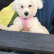 Dotty joined the competition — help win amazing prizes! dog, white_dog, fluffy, pet, pink_harness, picnic_table, wooden_table, outdoor, grass, person, blue_shirt, curious, front_paws, close_up, daylight, nature, animal, companion, cute, friendly
