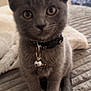 Stormie is registered to the contest to win money with this photo: kitten, gray_cat, pet, collar, bell, indoor, bed, blanket, cute, young_animal, fur, whiskers, animal, domestic_cat, sitting, closeup, curious, small, feline, soft
