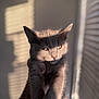 cat, gray_cat, pet, animal, indoor, sunlight, shadow, blinds, stretching, feline, closeup, portrait, whiskers, ears, eyes, soft_light, wall, domestic_cat, cute, furry