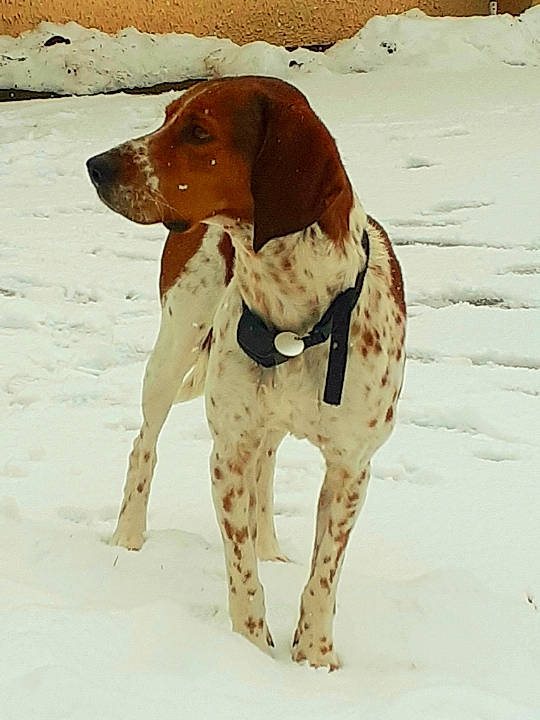 Lasko participe au concours pour gagner de l'argent avec cette photo : canidae, carnivore, collar, companion_dog, dog, dog_breed, dog_supply, fawn, fur, hound, hunting_dog, liver, pet_supply, snout, snow, sporting_group, terrestrial_animal, winter, working_animal, working_dog