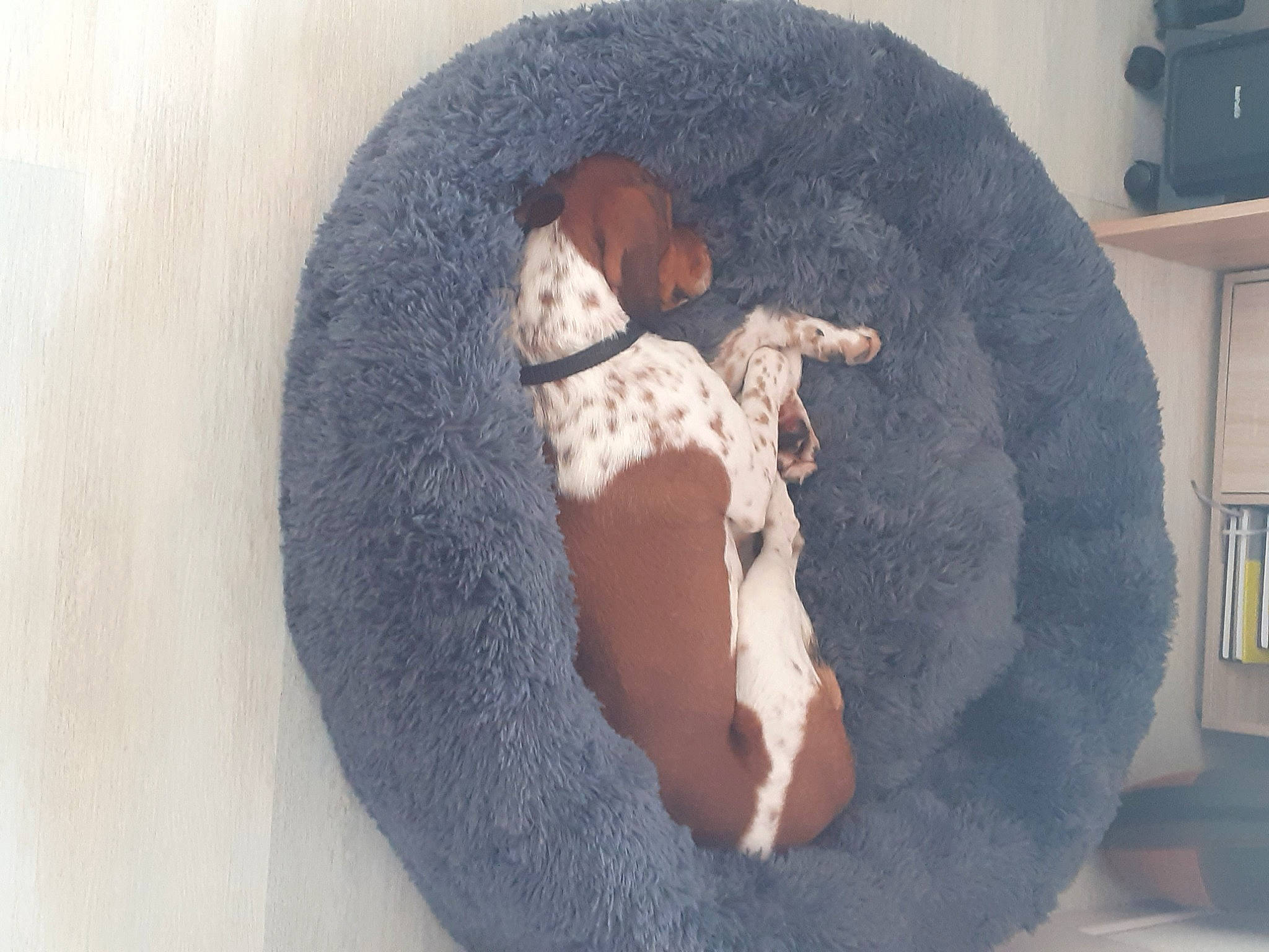 Lasko a rejoint le concours — aidez-le/la à gagner de superbes lots ! art, canidae, carnivore, circle, comfort, companion_dog, dog_bed, dog_breed, flooring, fur, grey, linens, rock, shelf, sitting, sleeve, sporting_group, t_shirt, tail, wool