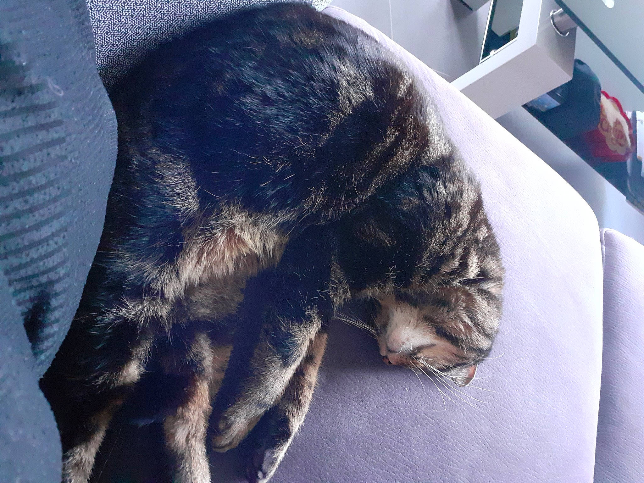 Gribouille participe au concours pour gagner de l'argent avec cette photo : carnivore, cat, claw, comfort, companion_dog, dog_breed, electric_blue, felidae, fur, grey, nap, natural_material, sleep, small_to_medium_sized_cats, snout, sporting_group, tail, terrestrial_animal, whiskers