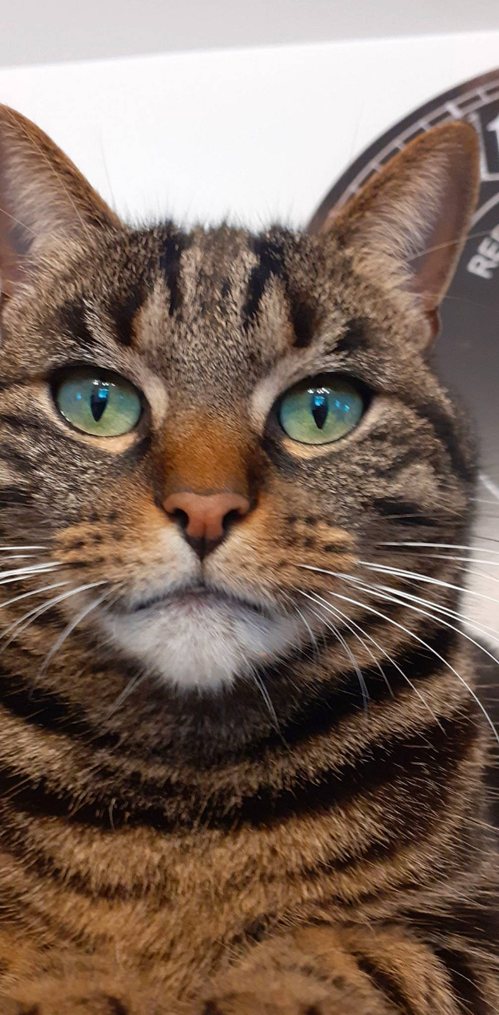 Gribouille a rejoint le concours — aidez-le/la à gagner de superbes lots ! aegean_cat, american_wirehair, asian, australian_mist, carnivore, cat, close_up, domestic_short_haired_cat, dragon_li, european_shorthair, eye, felidae, mammal, ocicat, pixie_bob, small_to_medium_sized_cats, snout, tabby_cat, vertebrate, whiskers