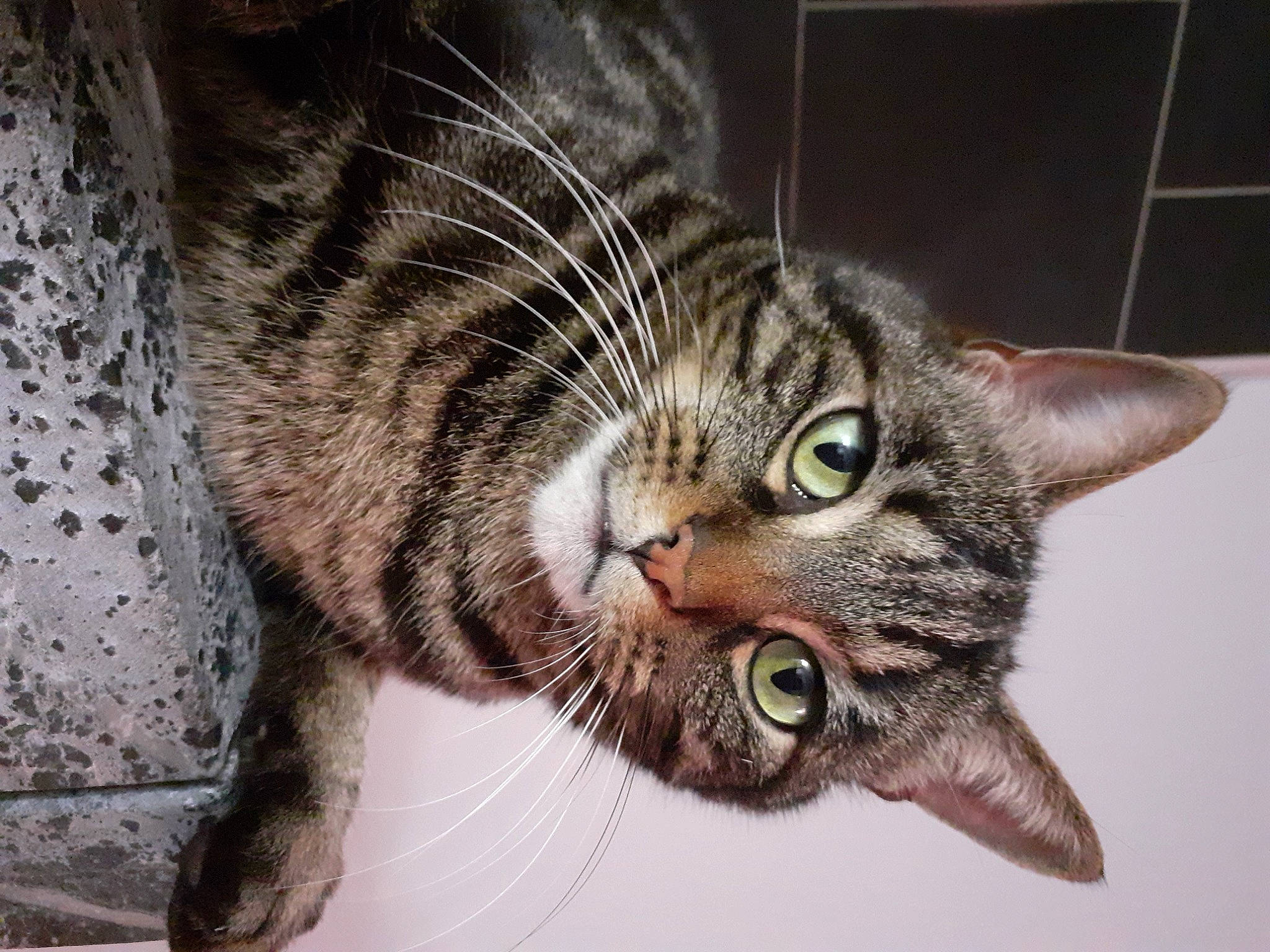 Gribouille participe au concours pour gagner de l'argent avec cette photo : american_shorthair, american_wirehair, asian, california_spangled, carnivore, cat, close_up, domestic_short_haired_cat, dragon_li, european_shorthair, eye, felidae, kitten, mammal, organism, pixie_bob, small_to_medium_sized_cats, snout, tabby_cat, whiskers