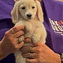 animal, bow, bracelet, closeup, cute, dog, domestic_animal, expression, face, furry, hands, holding, indoor, person, pet, puppy, purple_shirt, rings, small_dog, woman