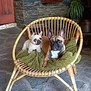 Albion participe au concours pour gagner de l'argent avec cette photo : dog, dogs, french_bulldog, pet, animal, sitting, chair, wicker_chair, blanket, outdoor, patio, stone_floor, stone_wall, plants, potted_plant, red_door, rustic, portrait, companion_animals, cute