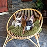 dog, dogs, french_bulldog, pet, animal, sitting, chair, wicker_chair, blanket, outdoor, patio, stone_floor, stone_wall, plants, potted_plant, red_door, rustic, portrait, companion_animals, cute
