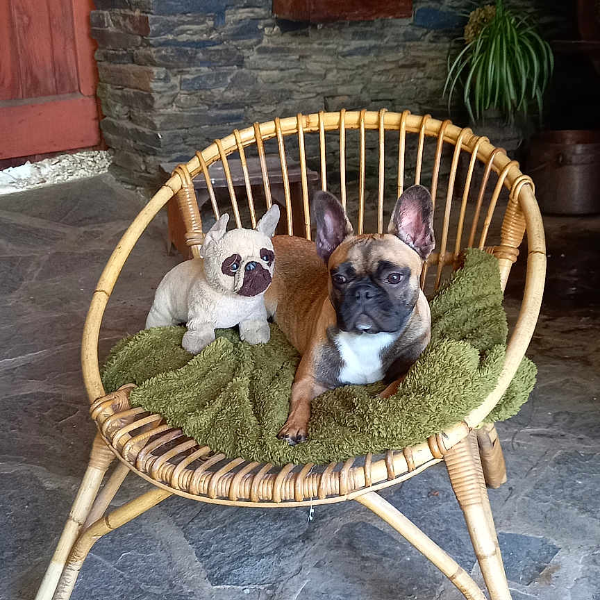 Albion participe au concours pour gagner de l'argent avec cette photo : dog, dogs, french_bulldog, pet, animal, sitting, chair, wicker_chair, blanket, outdoor, patio, stone_floor, stone_wall, plants, potted_plant, red_door, rustic, portrait, companion_animals, cute