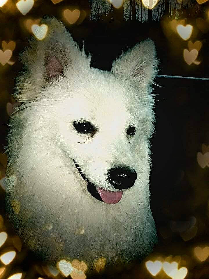 Neecko joined the competition — help win amazing prizes! american_eskimo_dog, ancient_dog_breeds, canidae, canis, carnivore, companion_dog, dog, dog_breed, fang, fur, german_spitz_mittel, happy, jaw, samoyed, snout, spitz, sporting_group, volpino_italiano, whiskers, working_dog