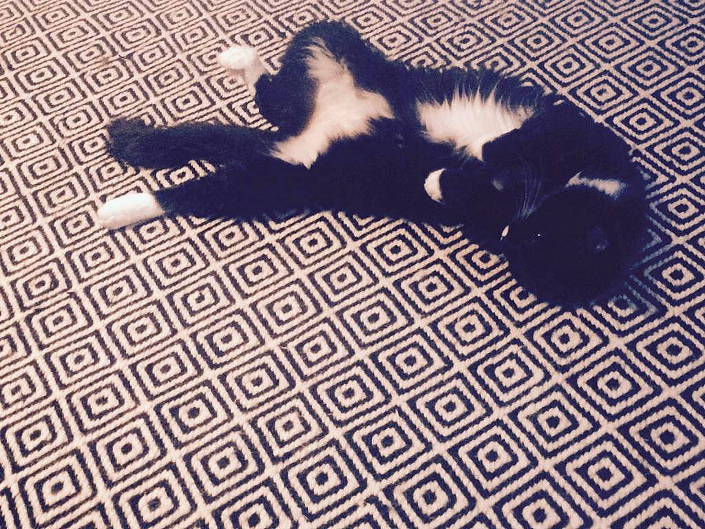 Yoko participe au concours pour gagner de l'argent avec cette photo : black_cat, border_collie, carnivore, cat, felidae, flooring, fur, kitten, paw, small_to_medium_sized_cats, tail