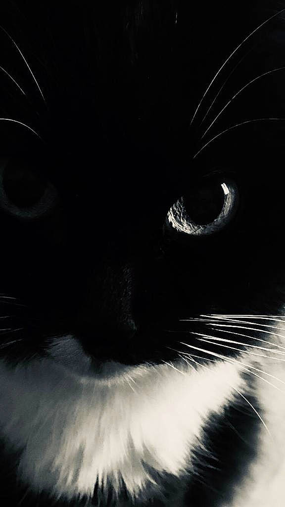 Yoko a rejoint le concours — aidez-le/la à gagner de superbes lots ! black, black_and_white, black_cat, carnivore, cat, close_up, darkness, eye, felidae, fur, iris, monochrome, monochrome_photography, nose, ojos_azules, organ, small_to_medium_sized_cats, snout, whiskers