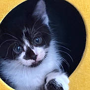 Ozzie is registered to the contest to win money with this photo: animal, black_and_white, cat, cat_house, circular, closeup, cozy, curious, cute, eyes, feline, fur, indoor, kitten, paw, pet, soft, whiskers, yellow, young
