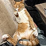 Goldie joined the competition — help win amazing prizes! animal, blanket, cat, comfortable, cozy, cute, domestic_cat, fabric, feline, fur, indoor, orange_cat, paw_pads, paws, pet, relaxed, resting, sleeping, tail, white_fur