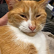 Goldie is registered to the contest to win money with this photo: animal, cat, close_up, cute, domestic, ears, face, feline, fur, hand, indoor, mammal, orange_cat, pet, portrait, relaxed, resting, sleepy, whiskers, white_fur