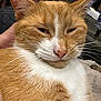 animal, cat, close_up, cute, domestic, ears, face, feline, fur, hand, indoor, mammal, orange_cat, pet, portrait, relaxed, resting, sleepy, whiskers, white_fur