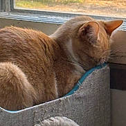 Goldie is registered to the contest to win money with this photo: animal, cat, cat_bed, closeup, cozy, cute, domestic_cat, feline, fur, home, indoor, nap, orange_tabby, pet, relaxing, resting, sleeping, sunlight, whiskers, window